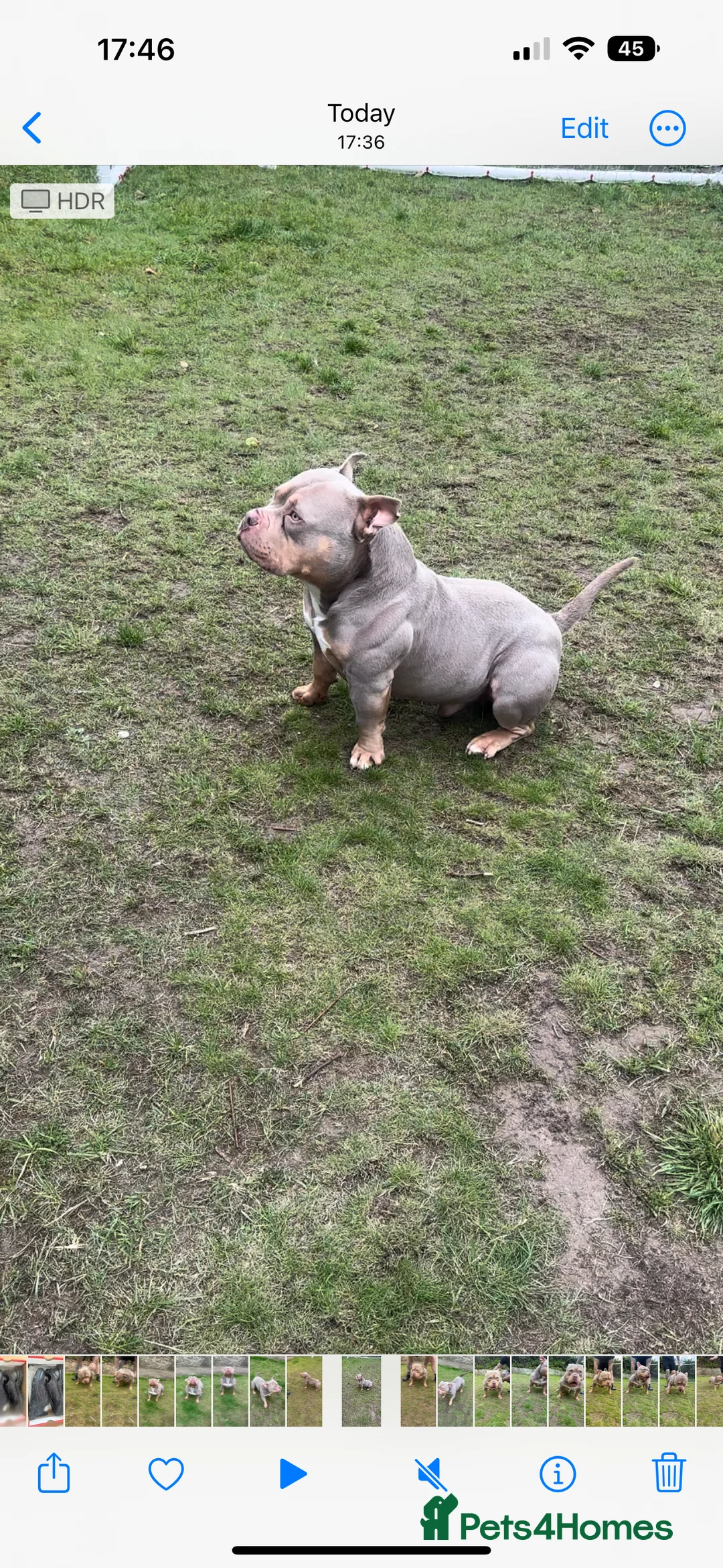 American Bully dogs for stud: Lilac tri pocket bully  - sire of 8 litters! in Grays - Advert 3