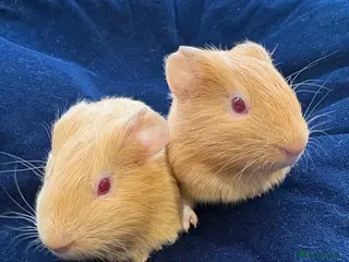 Guinea Pig rodents Baby guinea pigs for sale - Advert 4