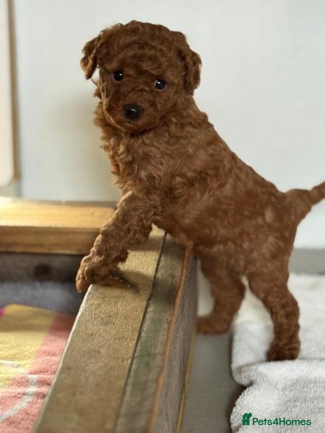 Toy Poodle dogs for sale: bundles of joy purebred toy poodle pups - Image 4