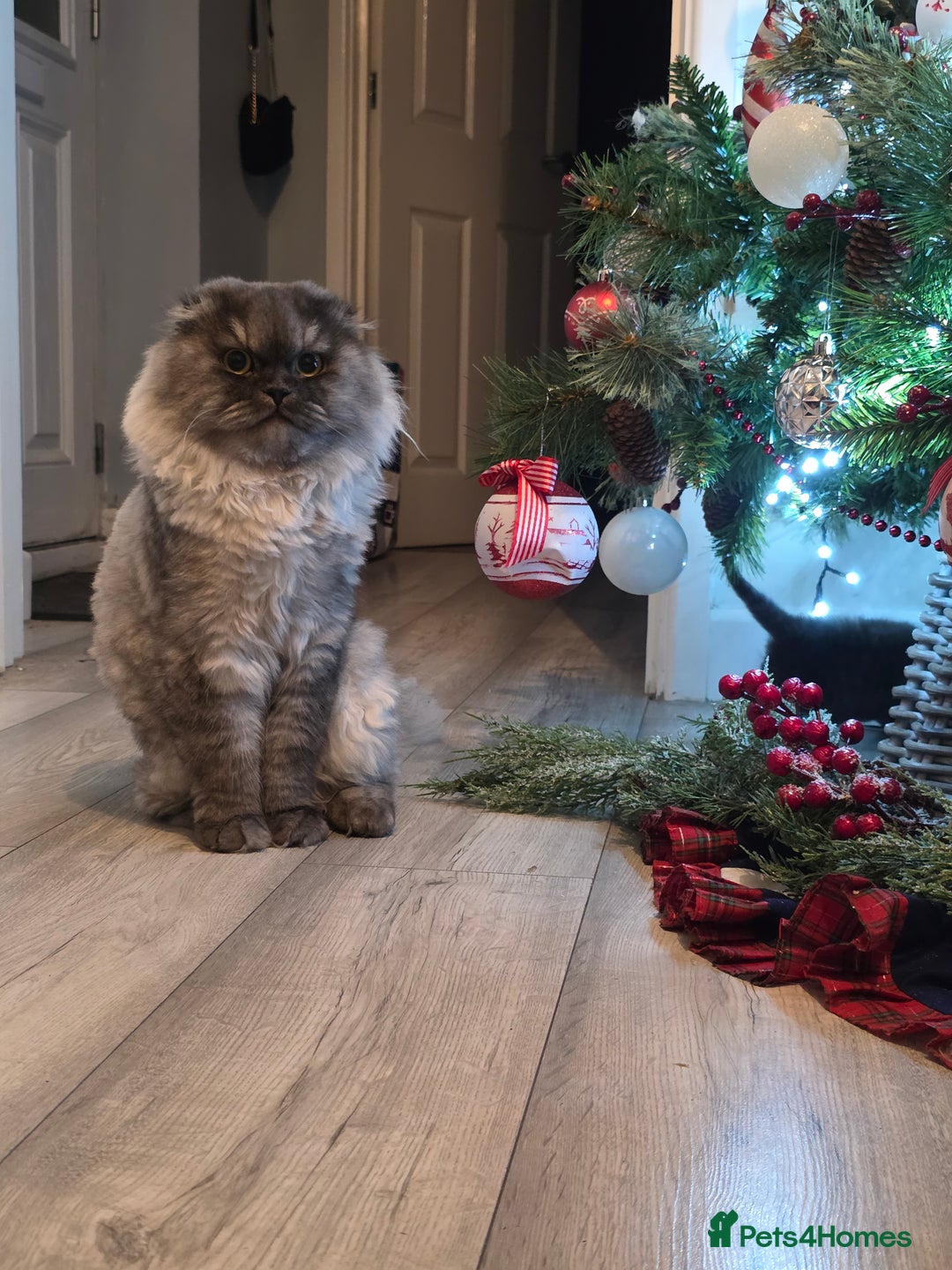 Scottish Fold cats for sale: Scotish fold ears kittens  - Advert 6