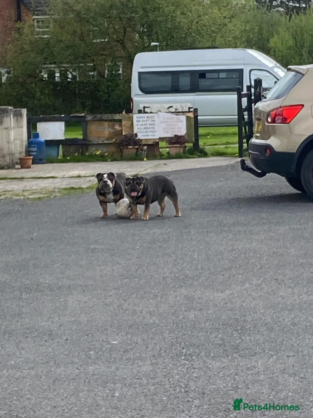 English Bulldog dogs for stud: English Bulldog Stud – Exceptional Temperament - Advert 7