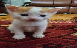 Mixed Breed cats for sale: Beautiful kittens for sale - Image 16
