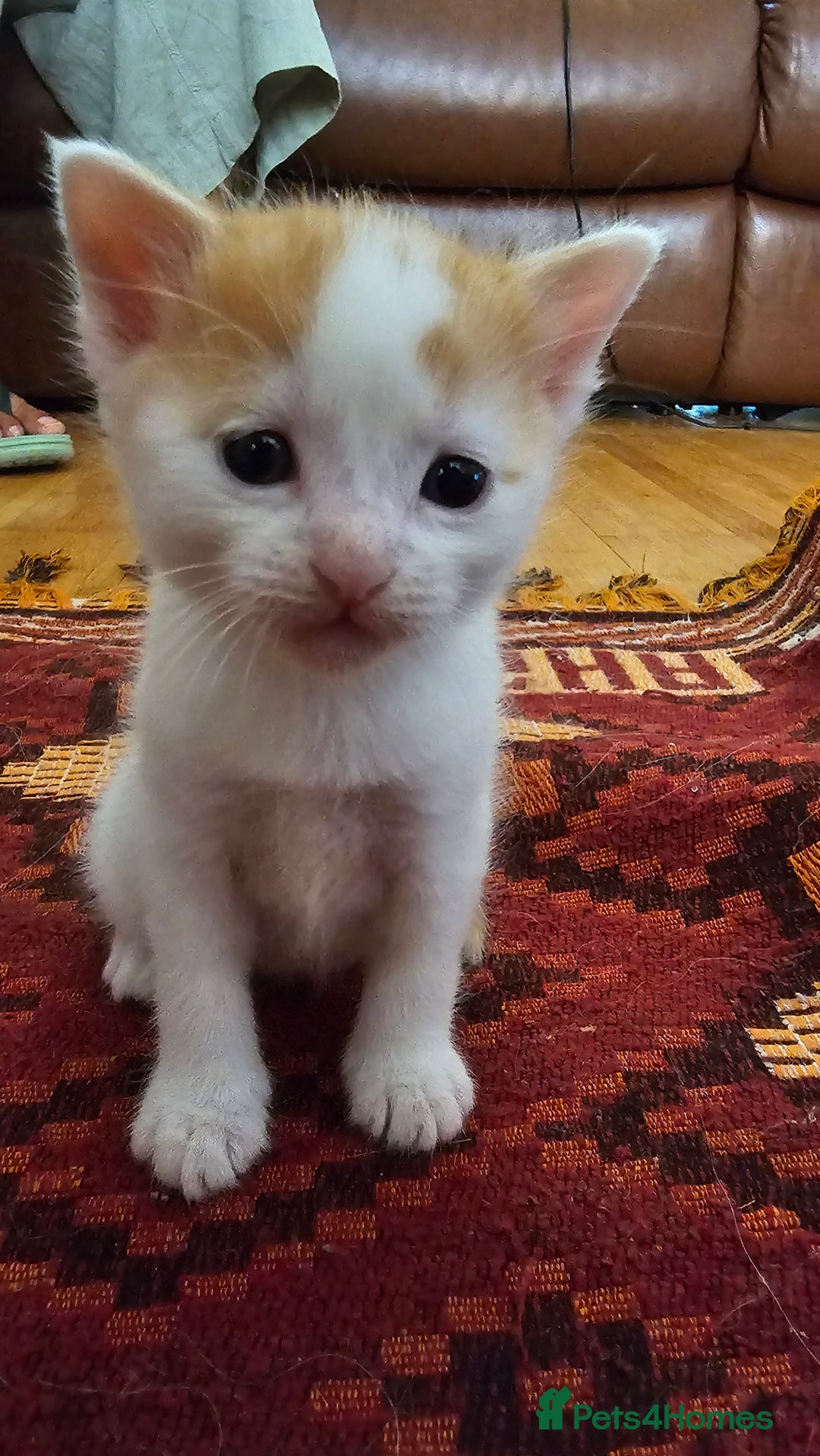 Mixed Breed cats for sale: Beautiful kittens for sale - Image 16