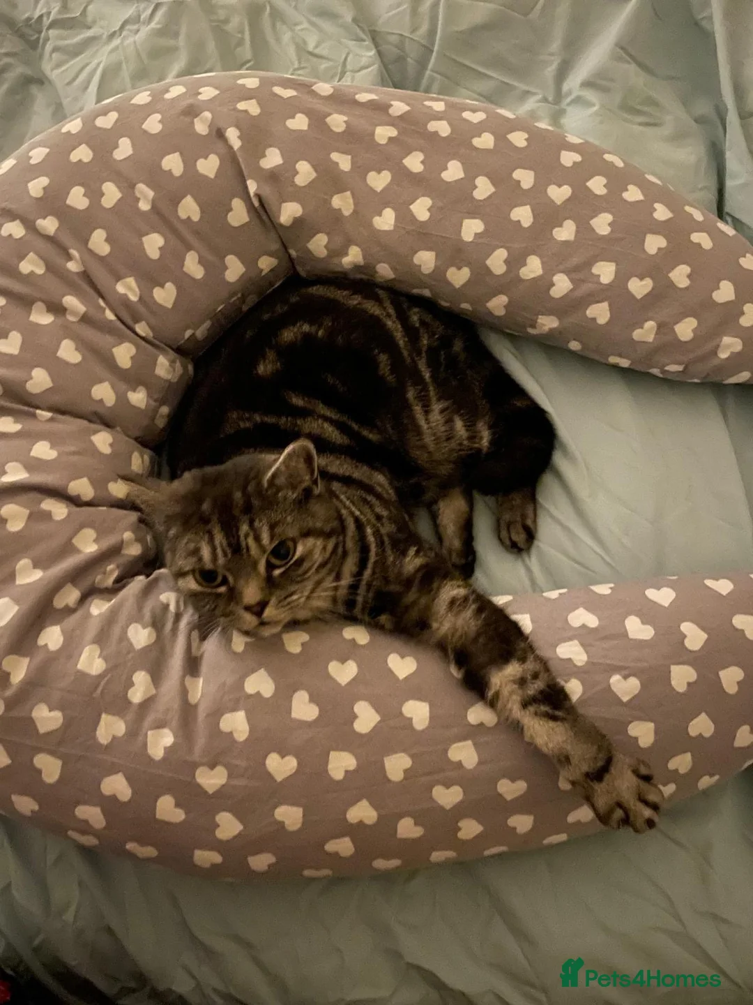 British Shorthair cats for sale: Silver tabby adult female  - Advert 1