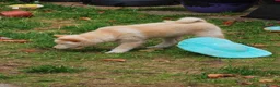 Japanese Shiba Inu dogs for sale: Quality KC registered puppies  - Advert 9