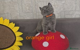 British Shorthair cats for sale: British Blue Shorthair kittens, GCCF pedigree - Image 20