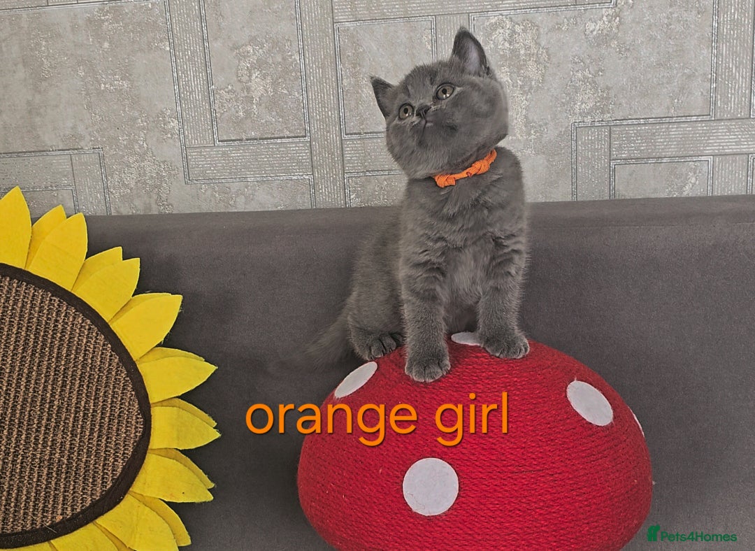 British Shorthair cats for sale: British Blue Shorthair kittens, GCCF pedigree - Image 20