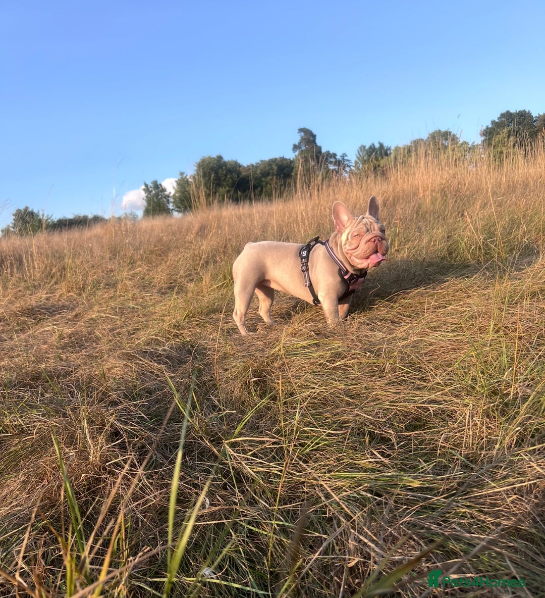 French Bulldog dogs for sale: Newshade Velvet Female Frenchie Pup - Advert 12