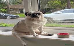 Pug dogs for sale: Beautiful 2year old panda pug - Image 5