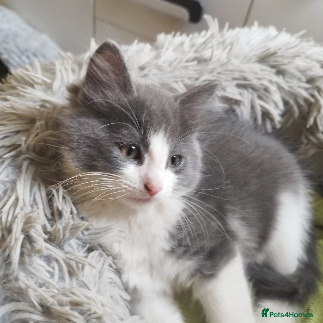 Ragdoll cats for sale: 5 ADORABLE RAGDOLL X KITTENS FOR SALE - Image 10