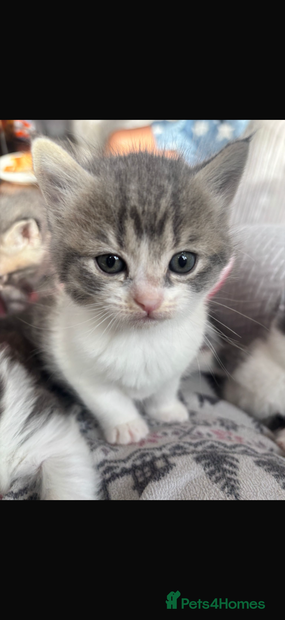 British Shorthair cats Beautiful grey kittens - Advert 1