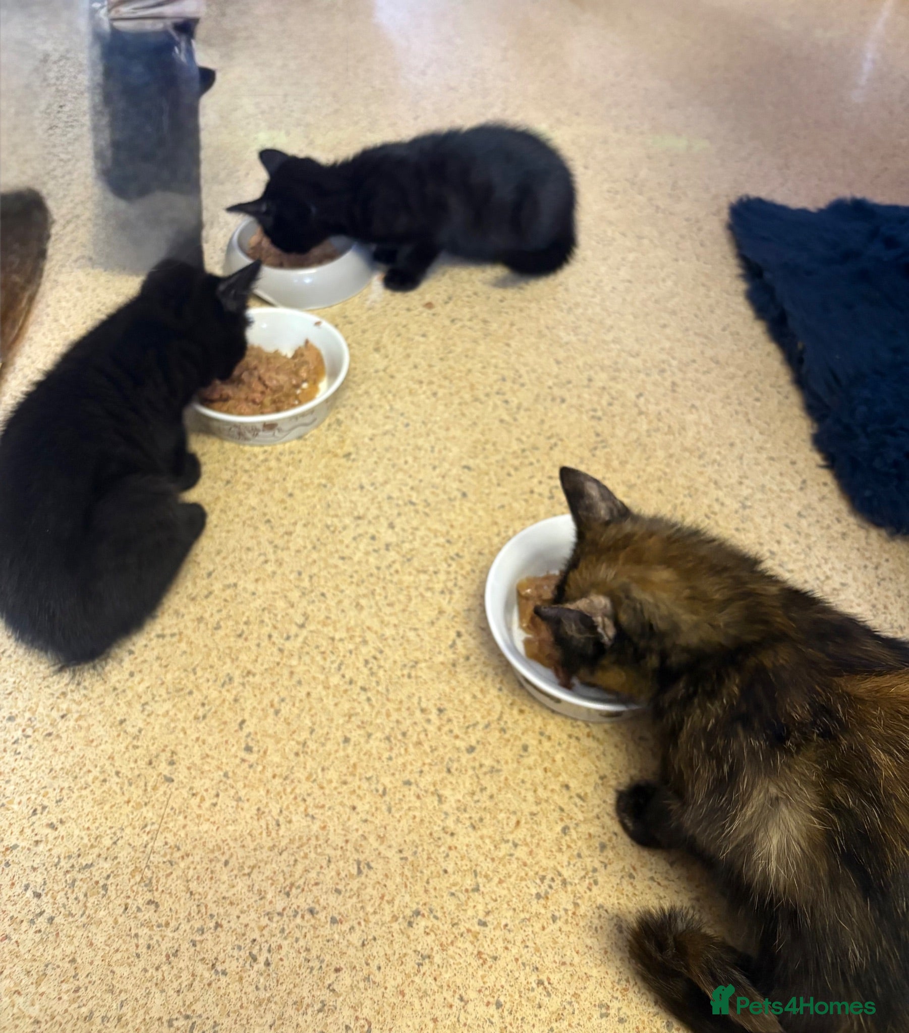 Mixed Breed cats Kittens for sale - Advert 9
