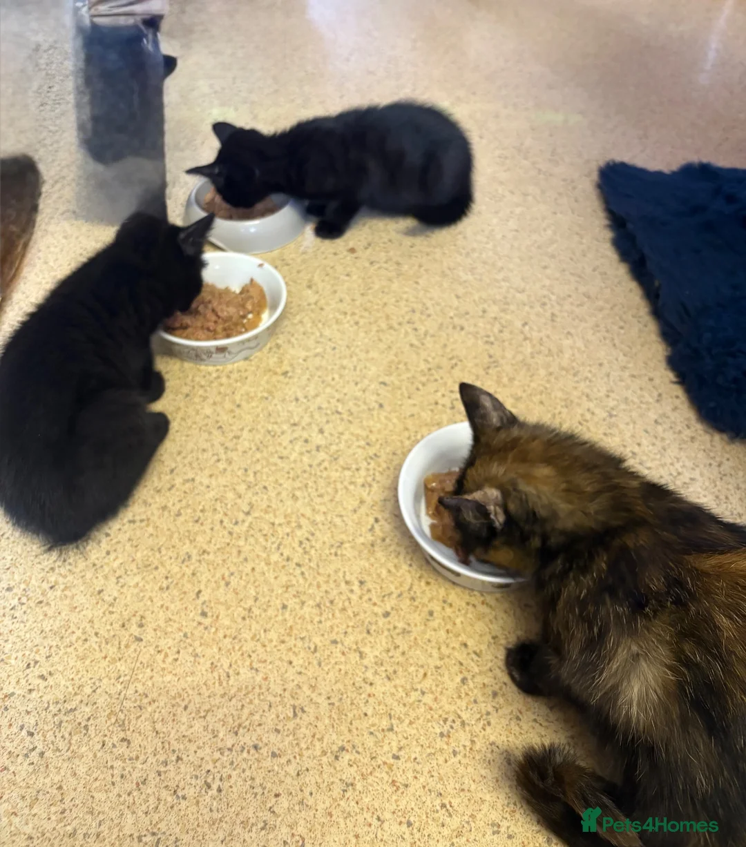 Mixed Breed cats for sale: Kittens for sale - Advert 1