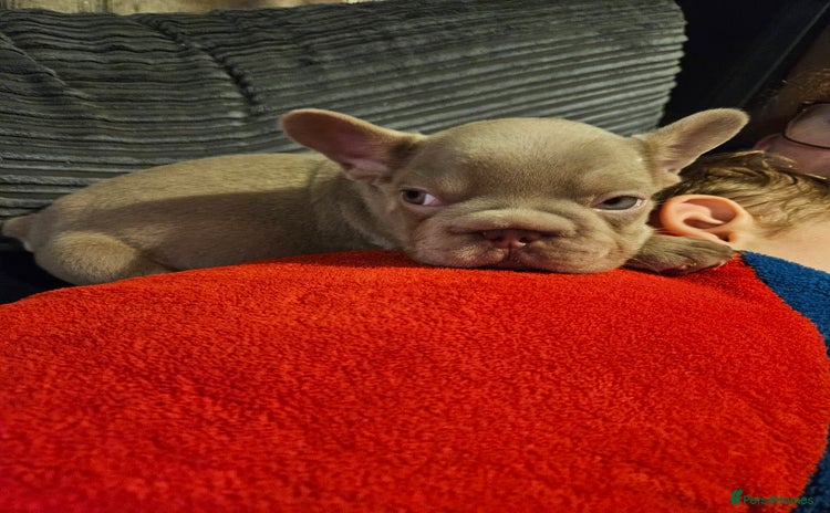 French Bulldog dogs KC French bulldogs READY FOR THEIR FOREVER HOME 💙 - Advert 12