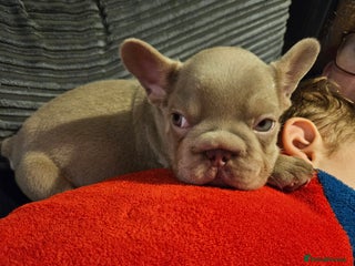 French Bulldog dogs KC French bulldogs READY FOR THEIR FOREVER HOME 💙 - Advert 1