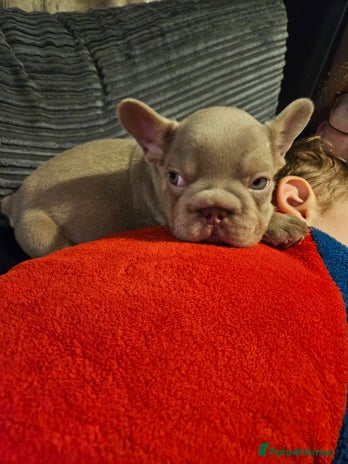 French Bulldog dogs KC French bulldogs READY FOR THEIR FOREVER HOME 💙 - Advert 3
