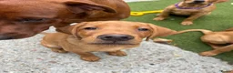 Labrador Retriever dogs for sale: Kc reg Fox red Labradors puppy now reduced  - Advert 4