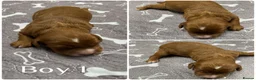 Cockapoo dogs for sale: Beautiful Loving Cockerpoo’s in London - Advert 24