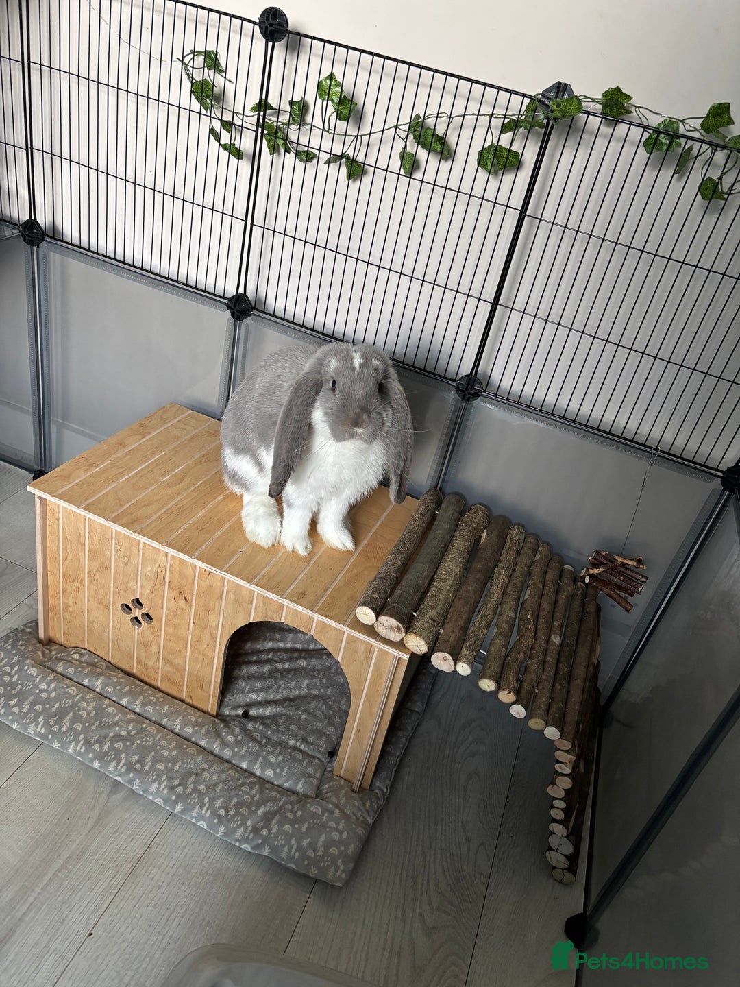 French Lop rabbits for sale: French Lop Bunny - Advert 5