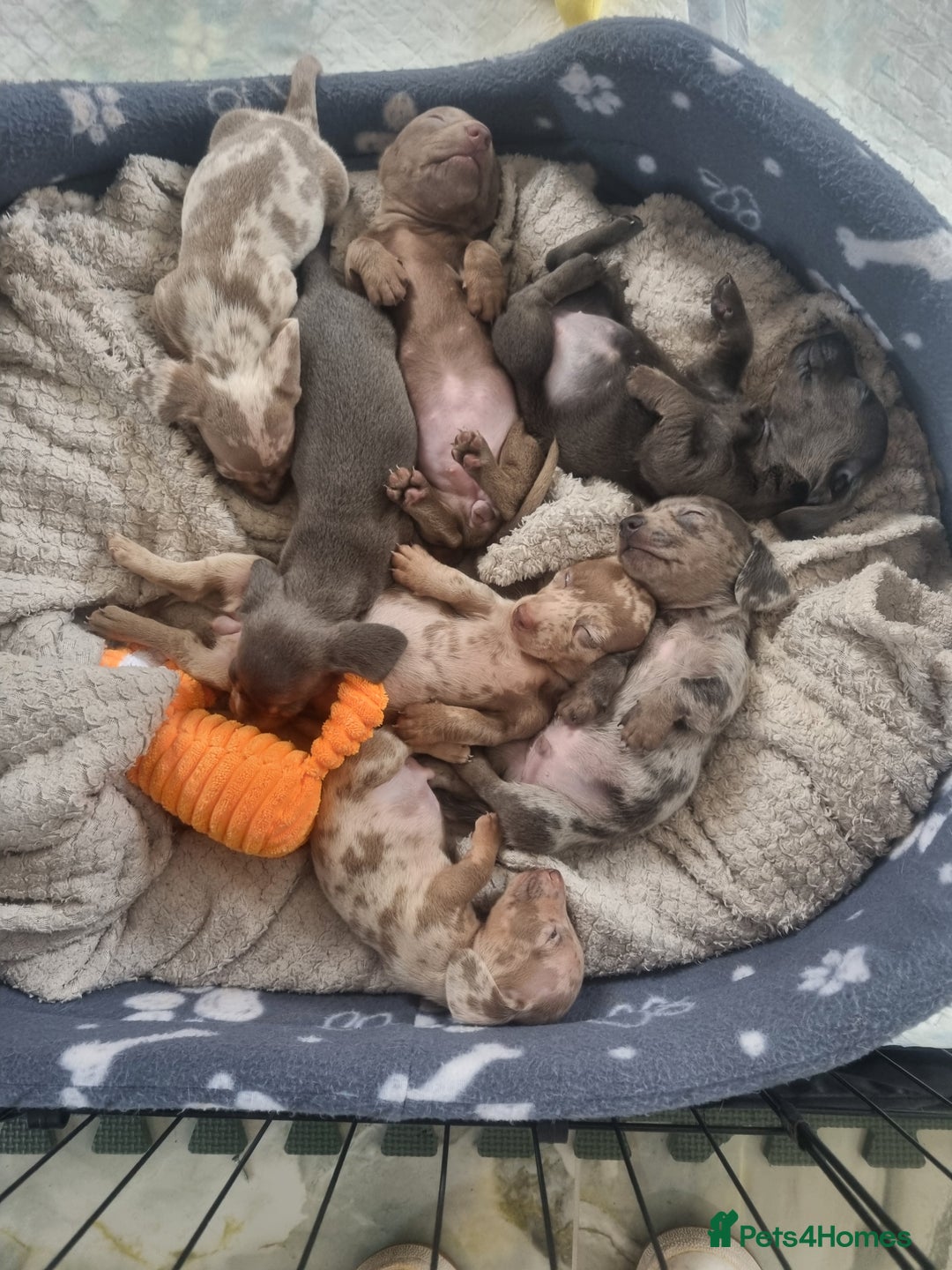 Miniature Dachshund dogs for sale: Stunning Miniature Dachshund Puppies - Image 4