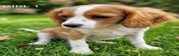 Cavalier King Charles Spaniel dogs for sale: Blenheim Cavalier King Charles Spaniel Puppies - Advert 9