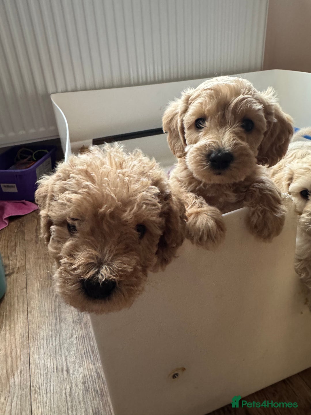 Cockapoo dogs for sale: Wonderful snuggle buddy  - Image 14