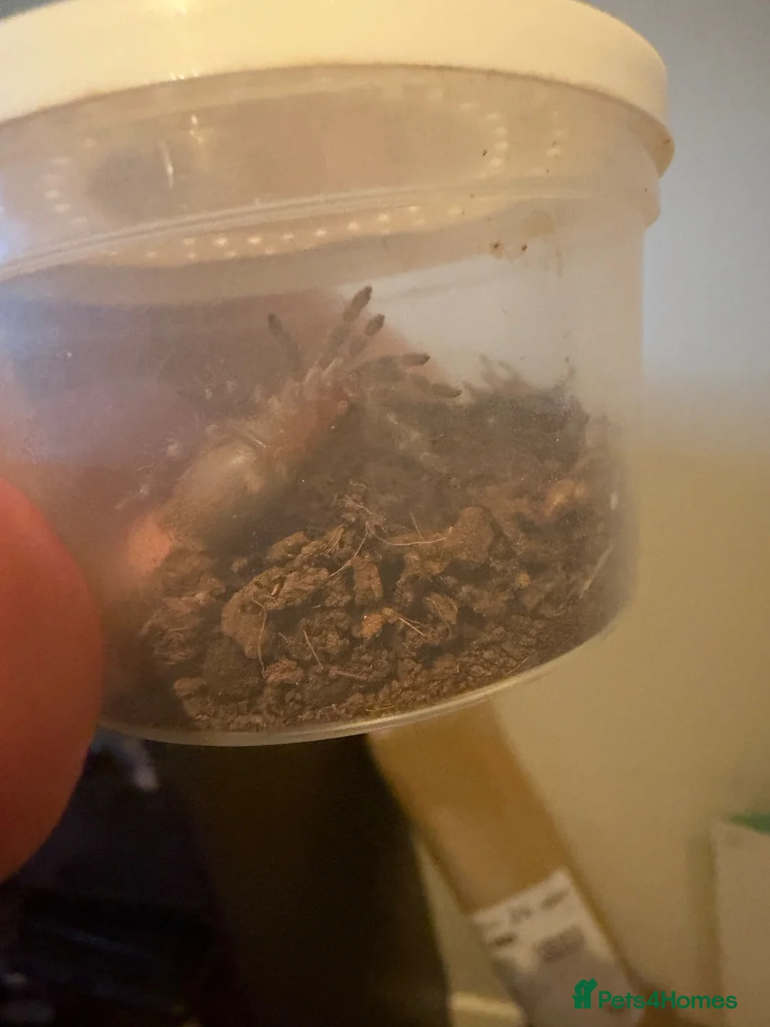 Tarantulas invertebrates for sale: Tarantula Collection Rehome in Preston - Advert 2