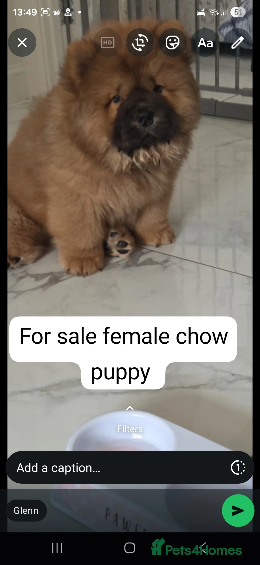 Chow Chow dogs for sale: READY NOW !!! KC REGISTERED CHOW CHOW GIRL - Advert 2