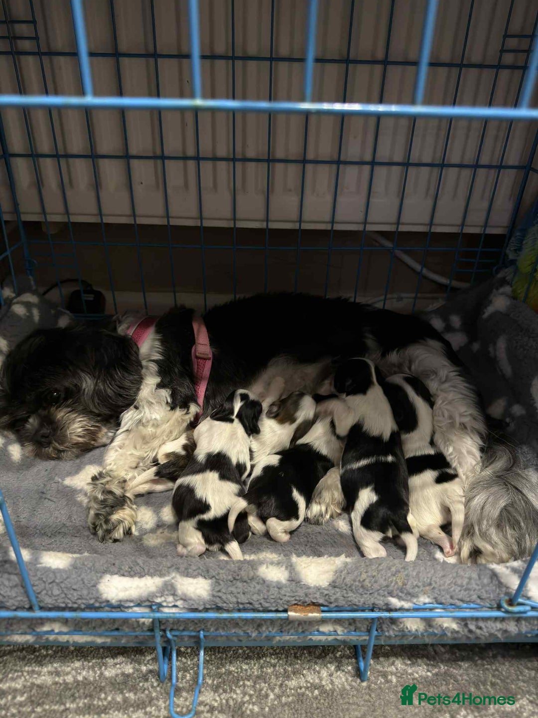 Shih Tzu dogs for sale: Beautiful shitzu puppies for sale - Image 2