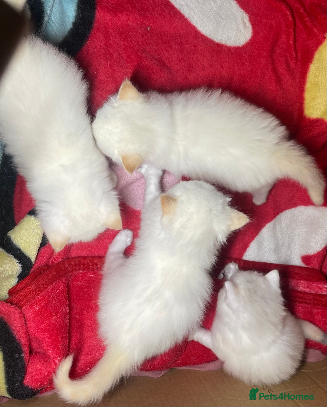 Ragdoll cats for sale: DoB:18/7/25& 14/11/25 Ragdoll Kittens Purebred - Advert 8