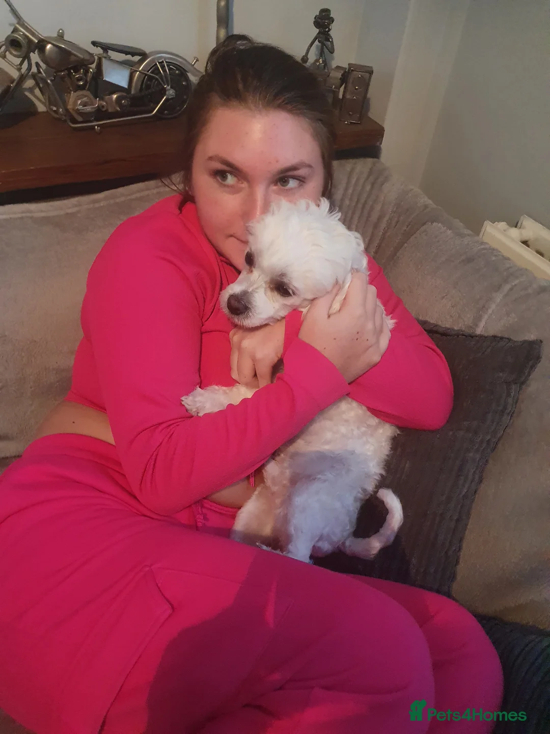 Maltese dogs for stud: Maltese in Ingatestone - Advert 8