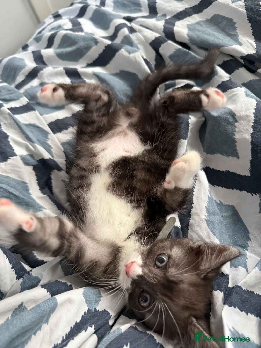 Bengal cats for sale: 🐾 Beautiful Bengal x Maine Coon Kittens 🐾 - Advert 32