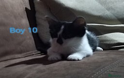 Mixed Breed cats for sale: 🩵kittens 🩵 - Image 10
