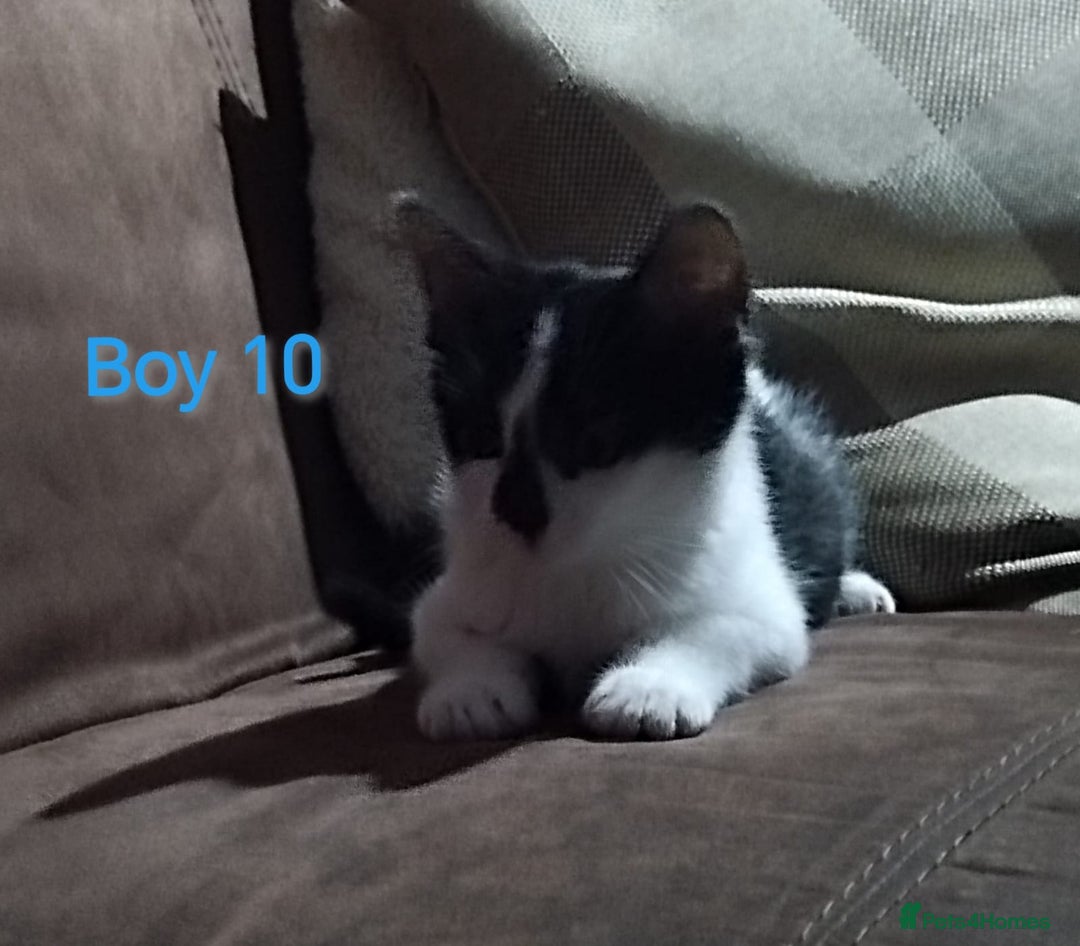 Mixed Breed cats for sale: 🩵kittens 🩵 - Image 10