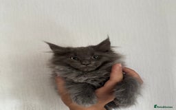 Maine Coon cats for sale: XL Russian Cubs ❤️🇷🇺  in Bradford - Image 10