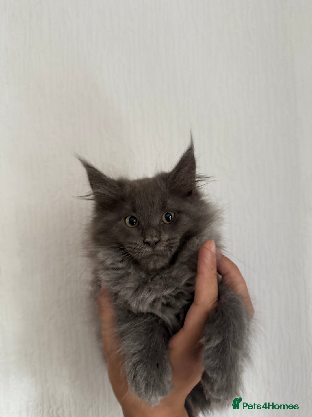 Maine Coon cats for sale: XL Russian Cubs ❤️🇷🇺  in Bradford - Image 10