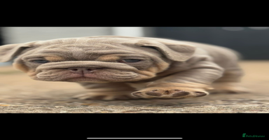 English Bulldog dogs - Advert 2