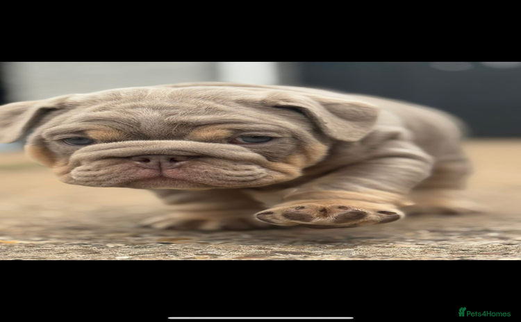 English Bulldog dogs - Advert 2