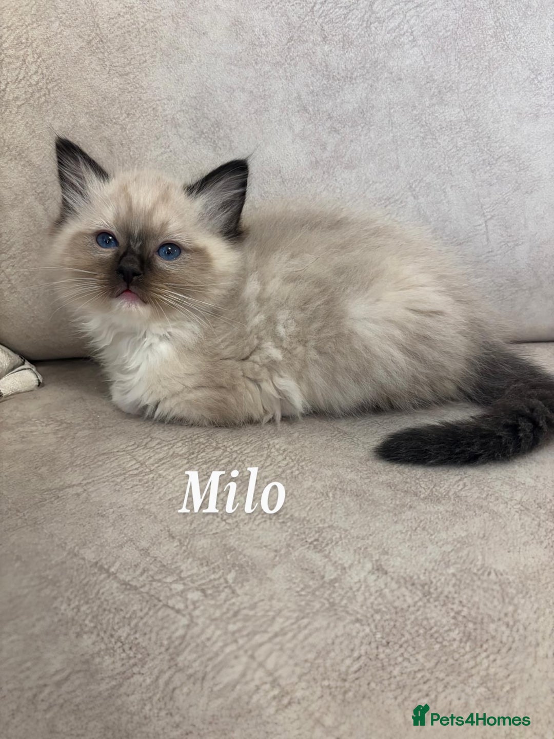 Ragdoll cats for sale: Ragdoll kittens - Advert 5