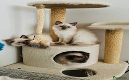 Ragdoll cats for sale: RAGDOLLS KITTENS **INC STARTER PACK & INSURANCE** - Image 12