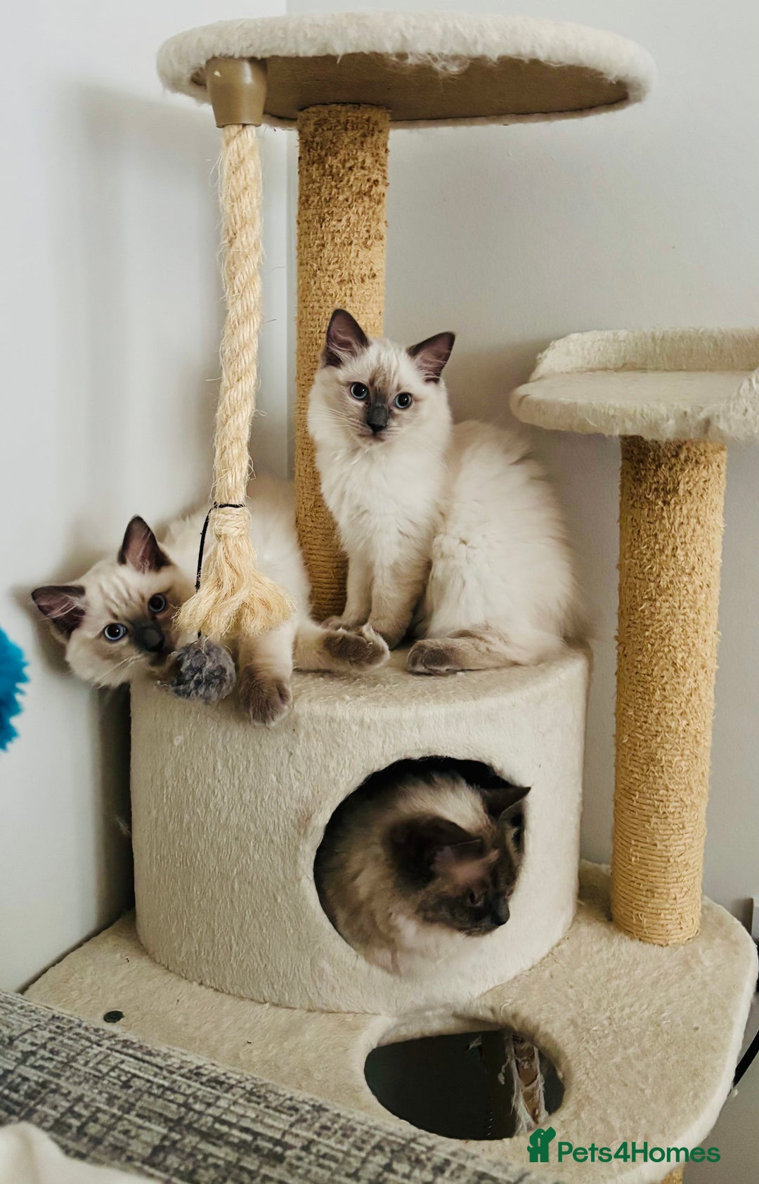 Ragdoll cats for sale: RAGDOLLS KITTENS **INC STARTER PACK & INSURANCE** - Image 12