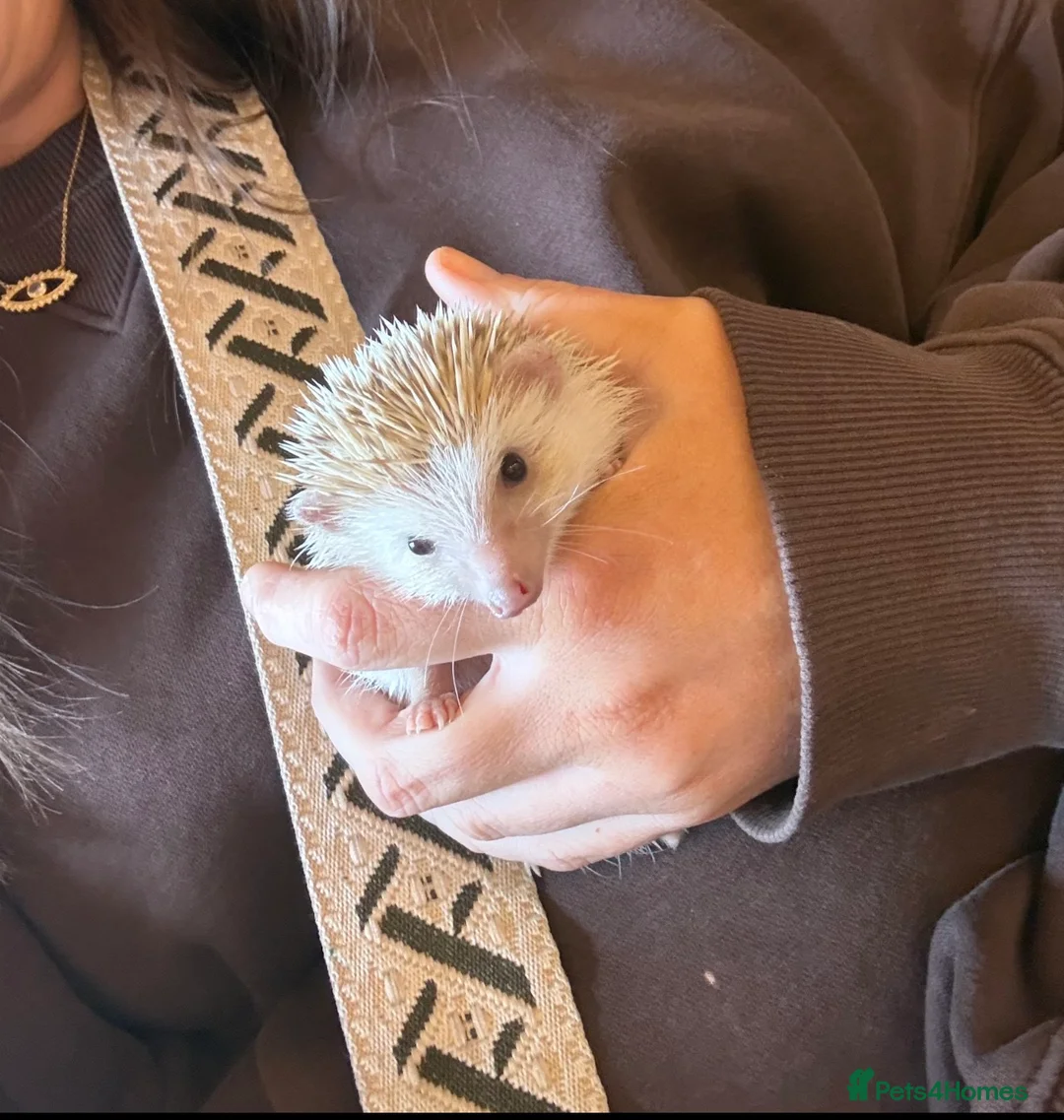 Pygmy Hedgehog rodents for sale: Albino Pygmy Hedgehog in Bury - Advert 1