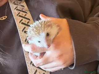 Pygmy Hedgehog rodents Albino Pygmy Hedgehog - Advert 8