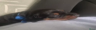 Dobermann 1