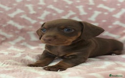 Miniature Dachshund dogs for sale: Miniature Dachshunds  - Image 6