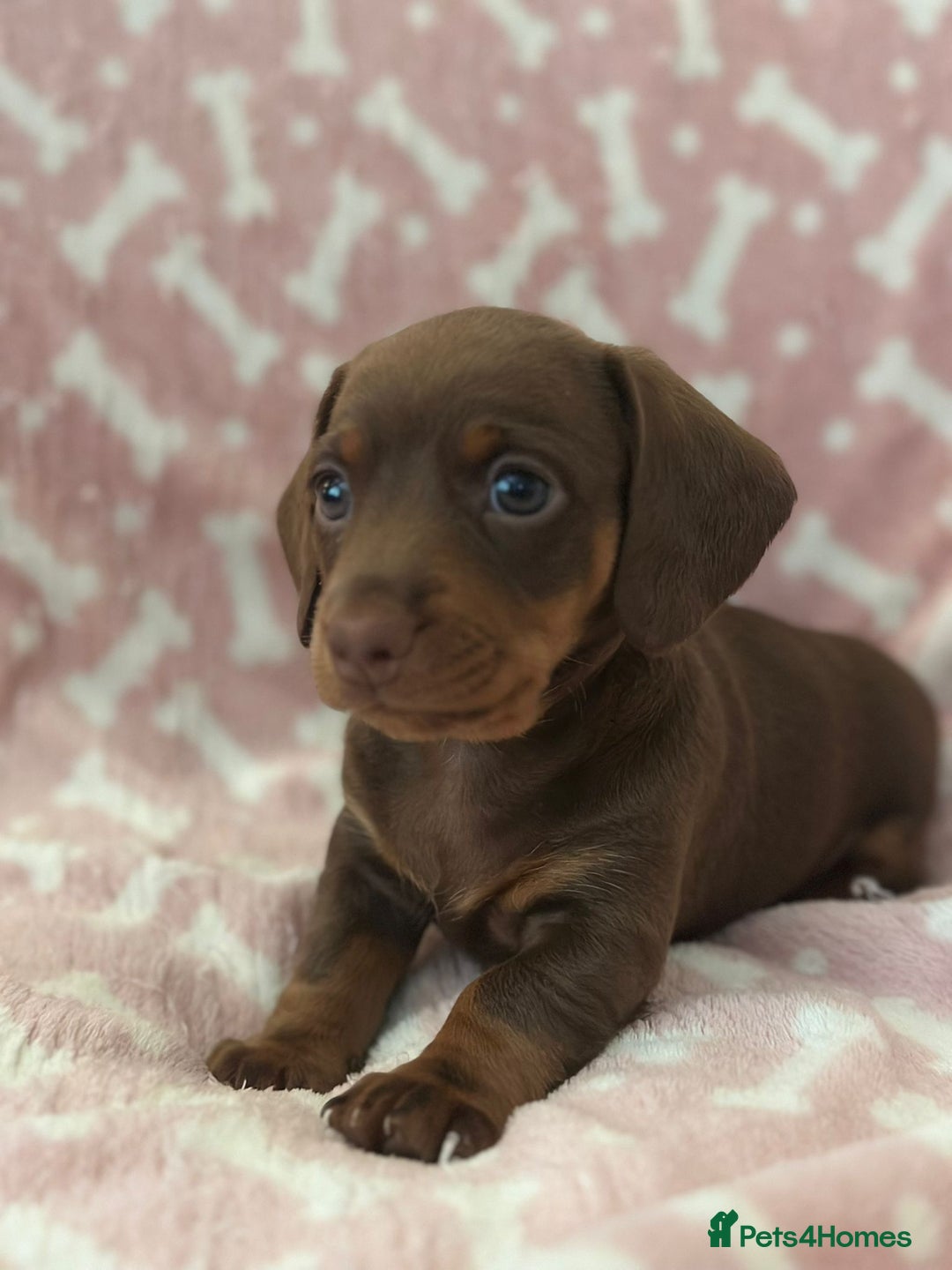 Miniature Dachshund dogs for sale: Miniature Dachshunds  - Image 6