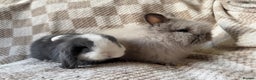 Mini Lop rabbits for sale: One mini lop and one lion head for sale  - Advert 2