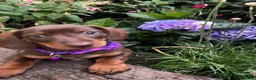 Dachshund dogs for sale: 💎💎 Rare Solid Blue & Choc & Tan Mini Dachshunds  - Advert 7