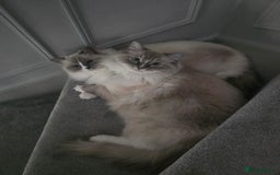 Ragdoll cats for sale: Pedigree ragdoll cats - Image 2