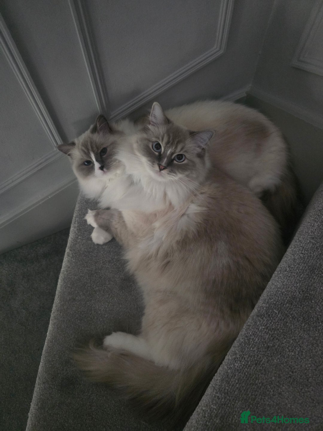 Ragdoll cats for sale: Pedigree ragdoll cats - Image 2